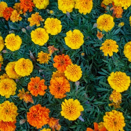 Durango Red F1 Marigold
