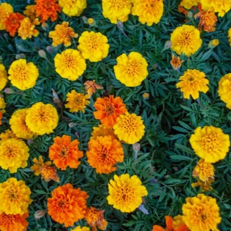 Marigold