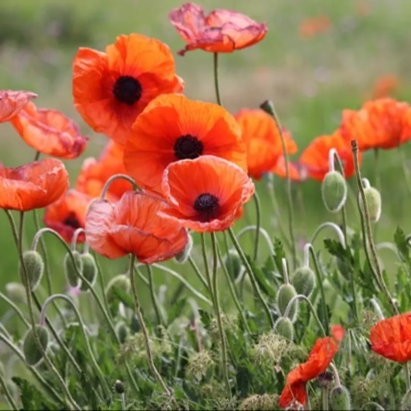 Poppy