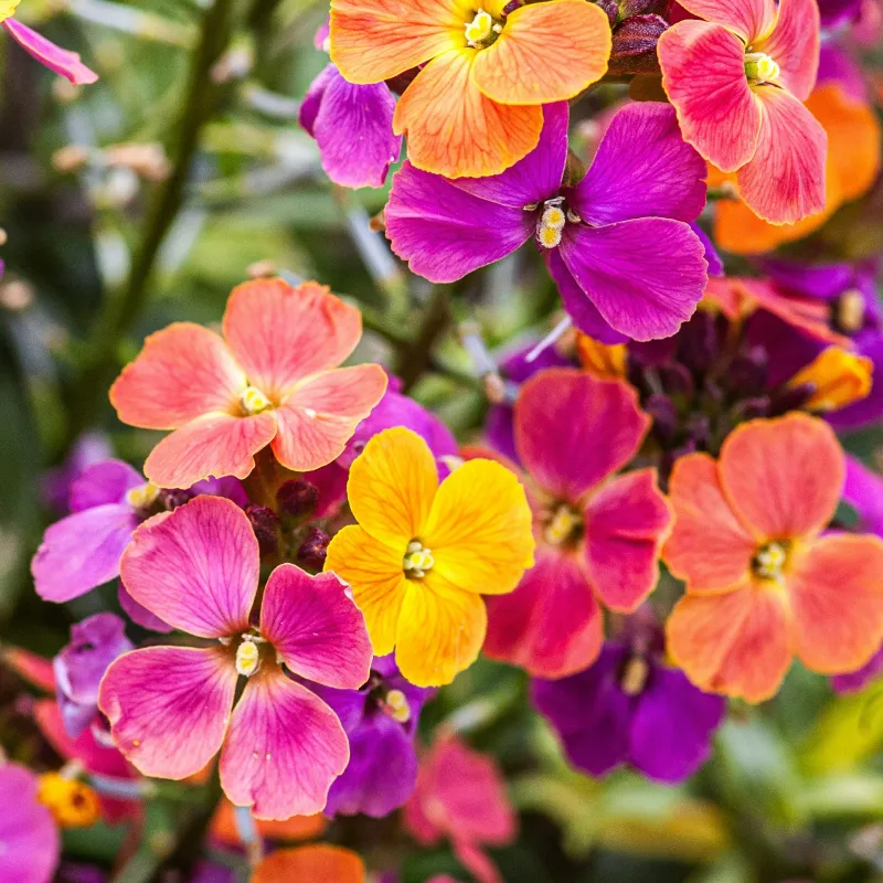 Wallflower