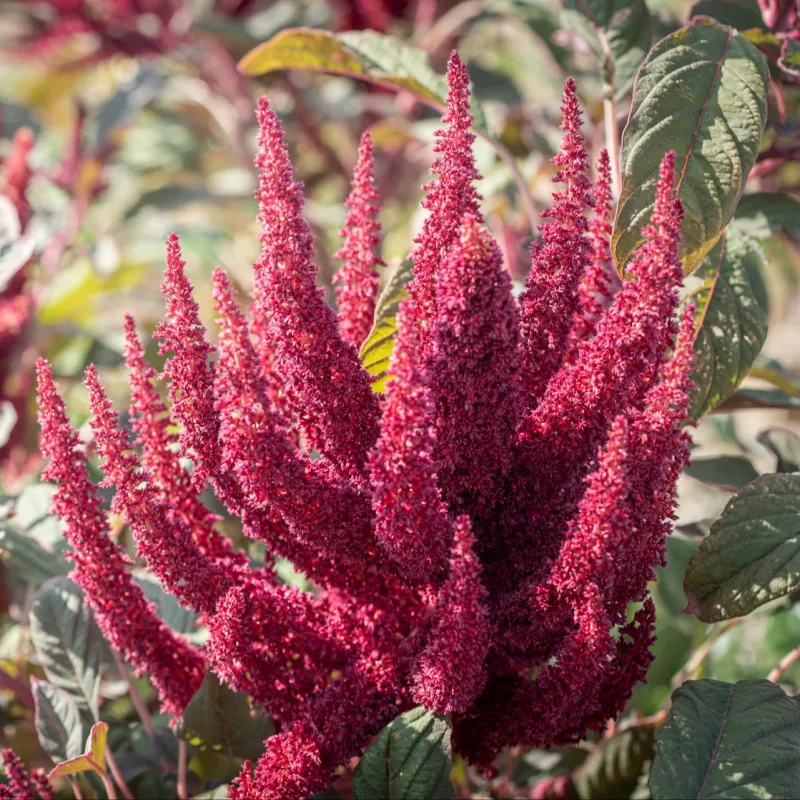 Amaranthus