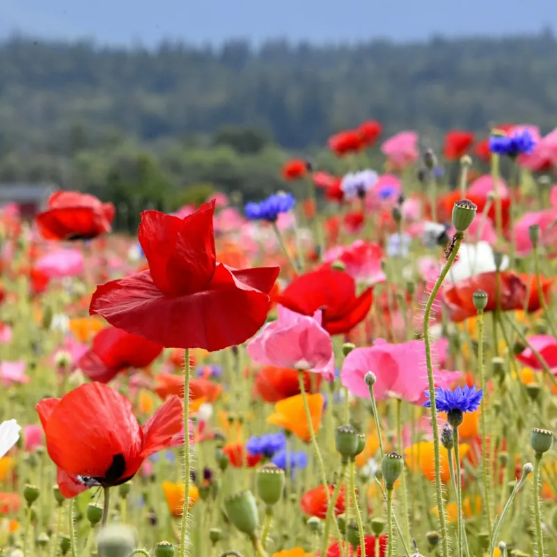 Wildflower