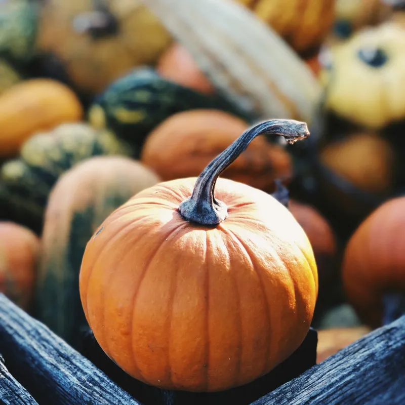 Pumpkin