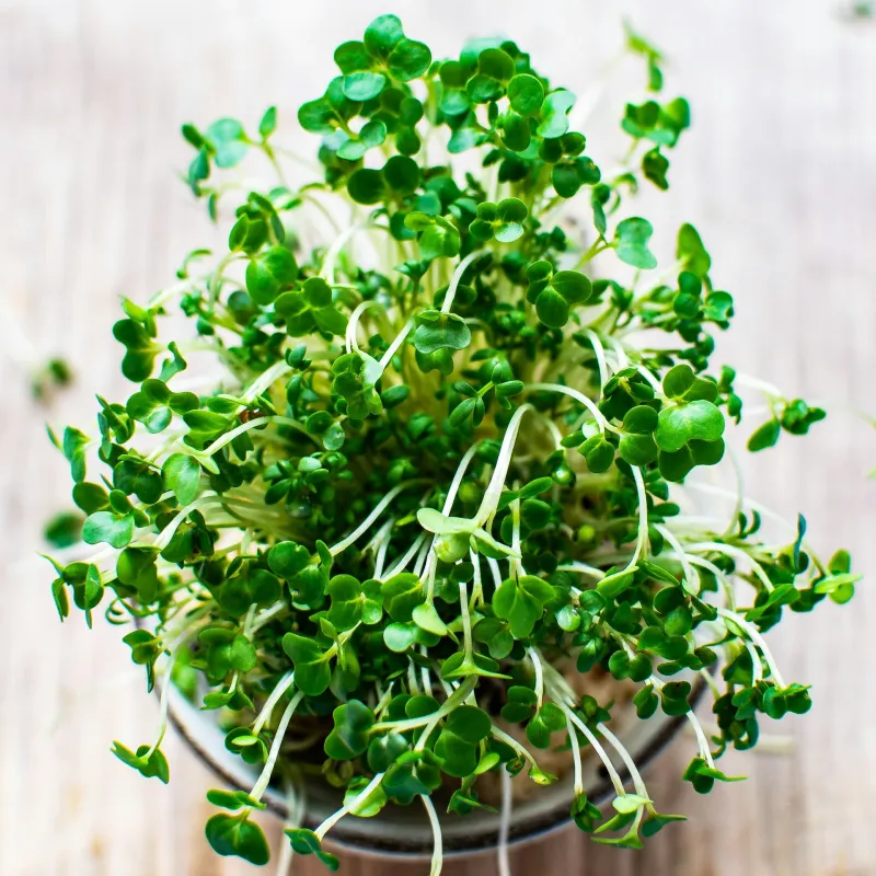 Cress