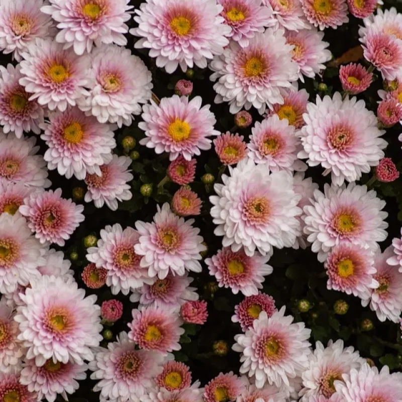 Chrysanthemum