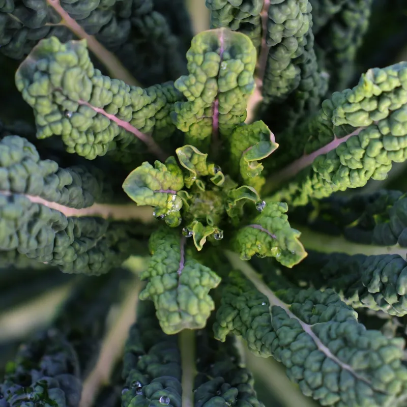 Kale