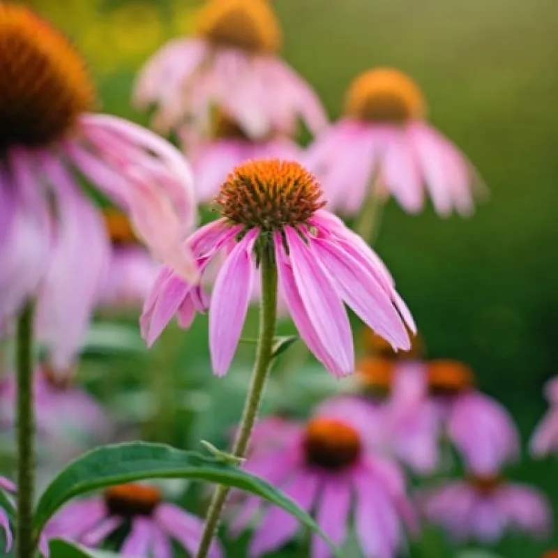 Echinacea
