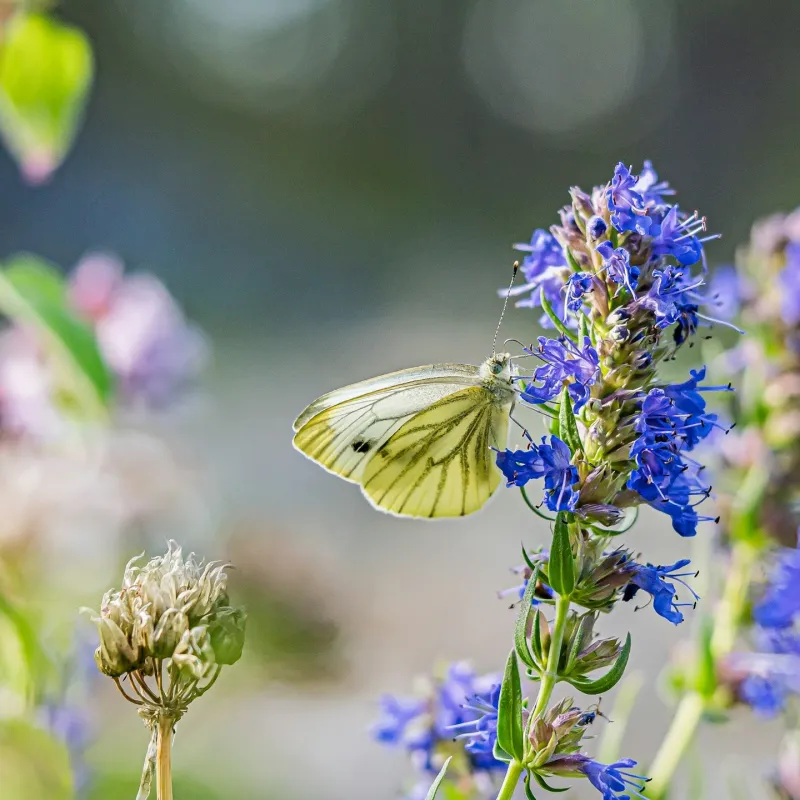Hyssop