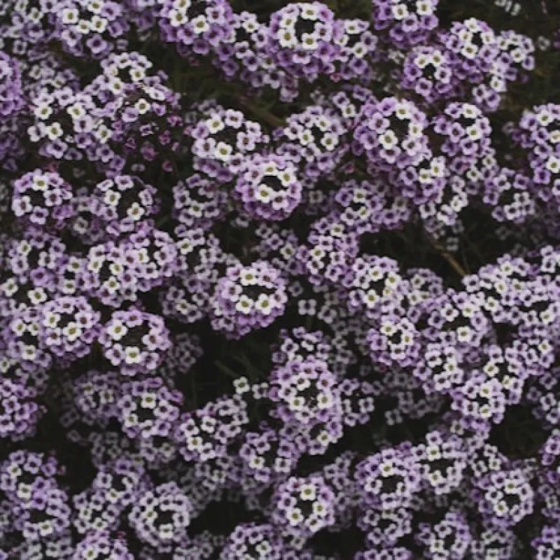 Alyssum