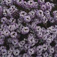 Alyssum