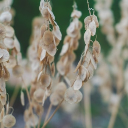 01K5NZ1E2Y67VNYCNVYD6M10CC