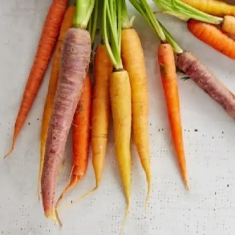 Carrot