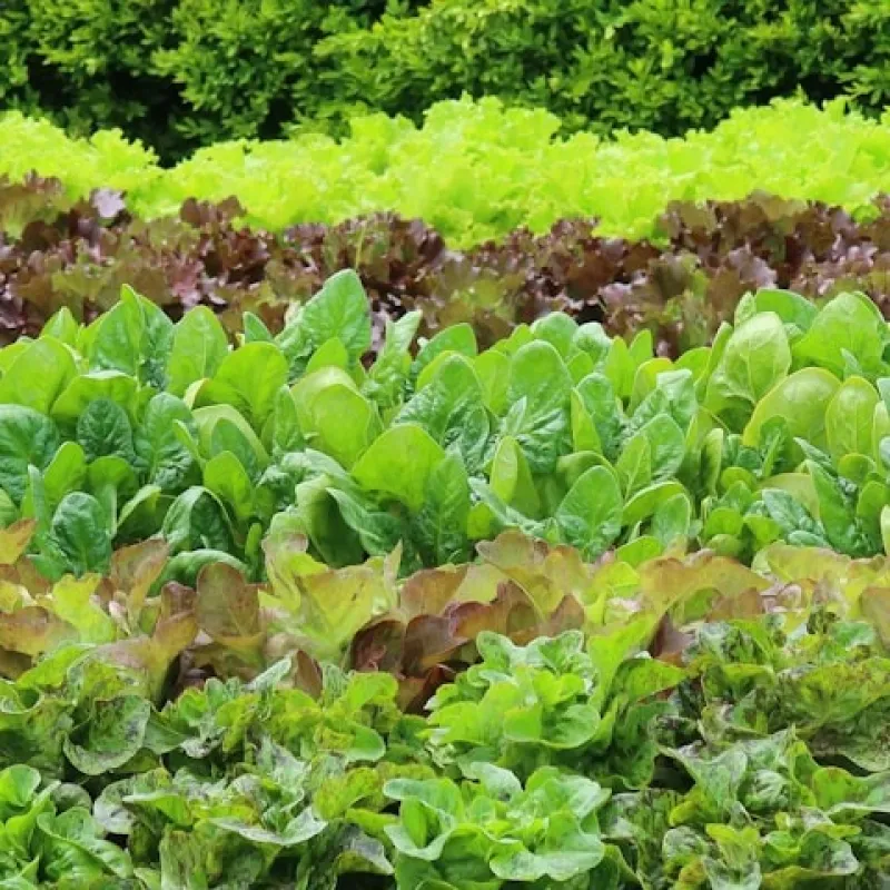 Lettuce