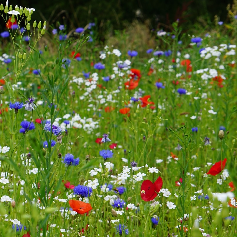 sarah-kilian-Lj3GhTYnQlc-unsplash