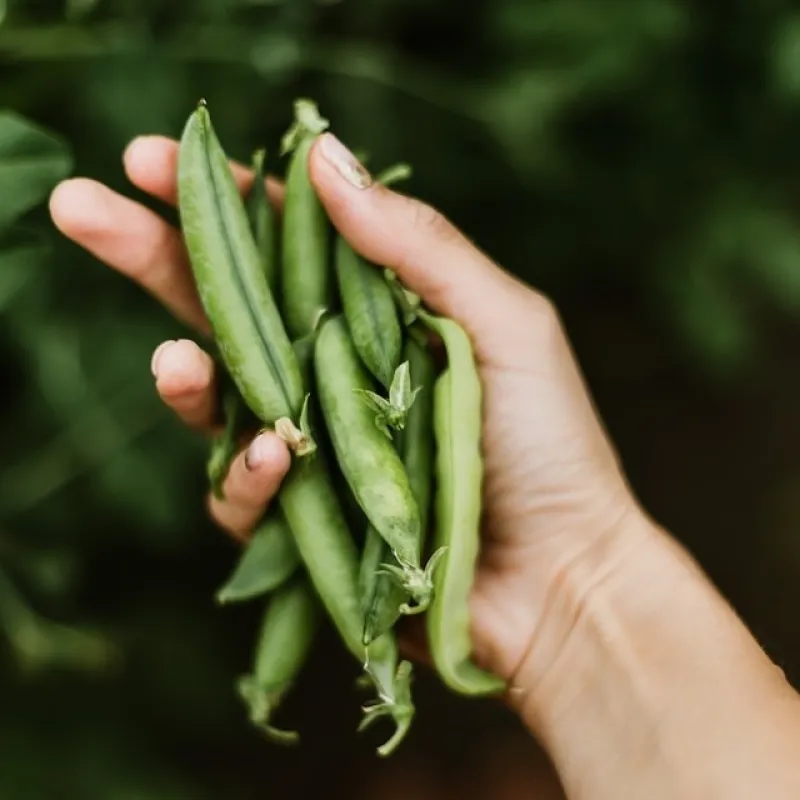 Peas