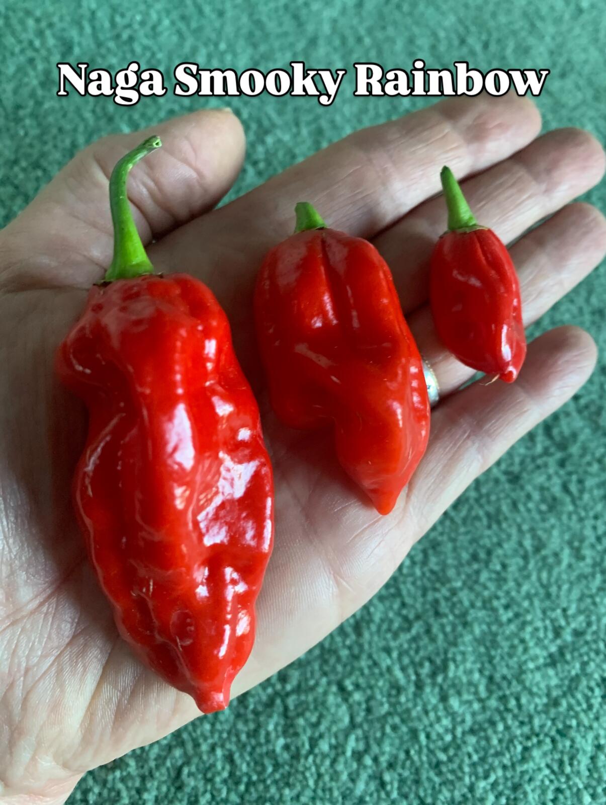Naga Smooky Rainbow F1 Chilli