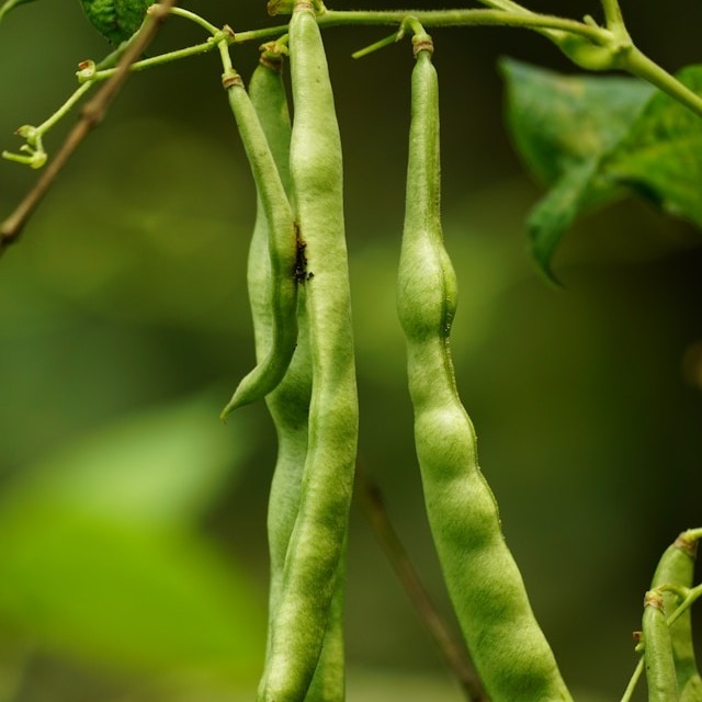 Equator F1 Runner Bean