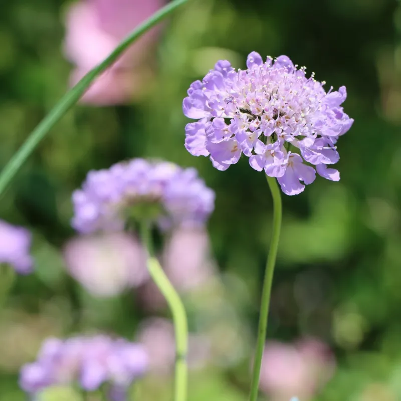 Scabious