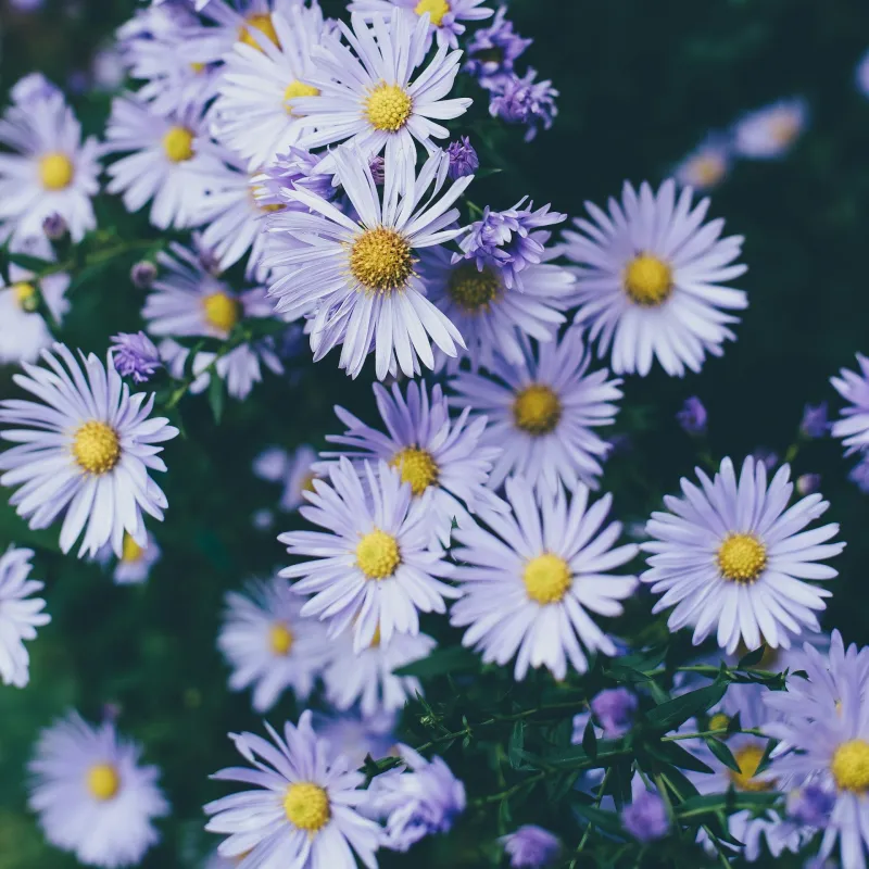 Aster
