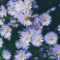 Aster
