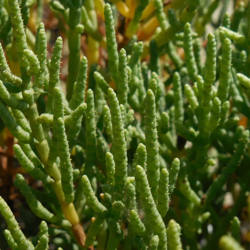 Samphire