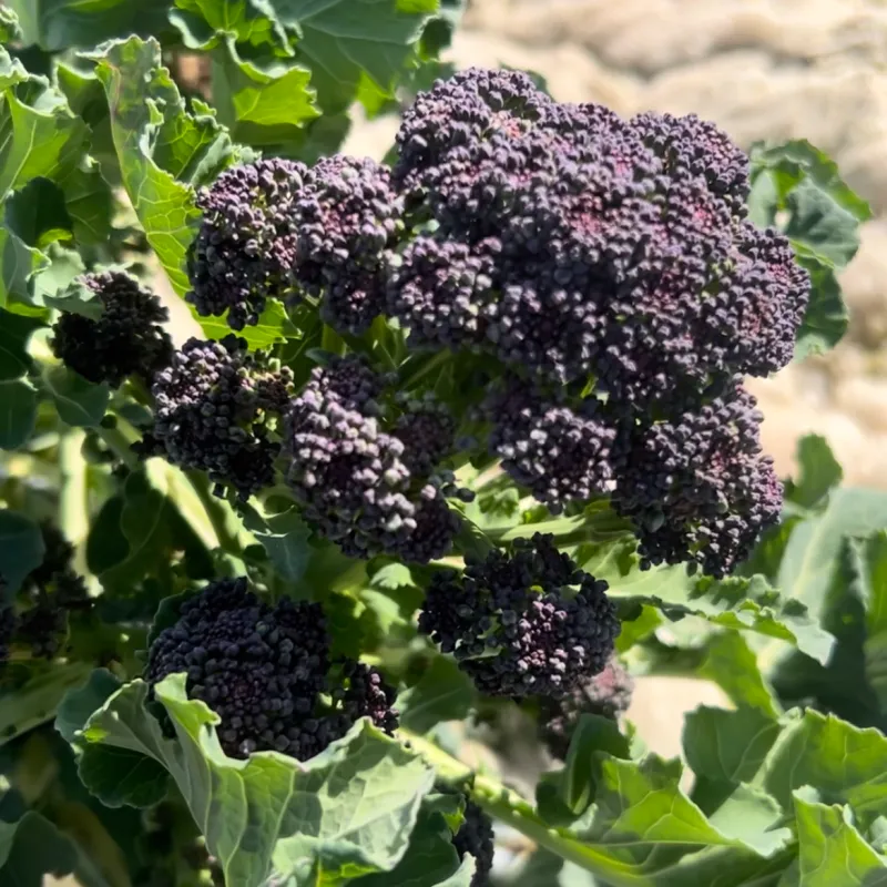 Broccoli