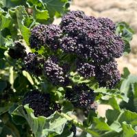 Broccoli