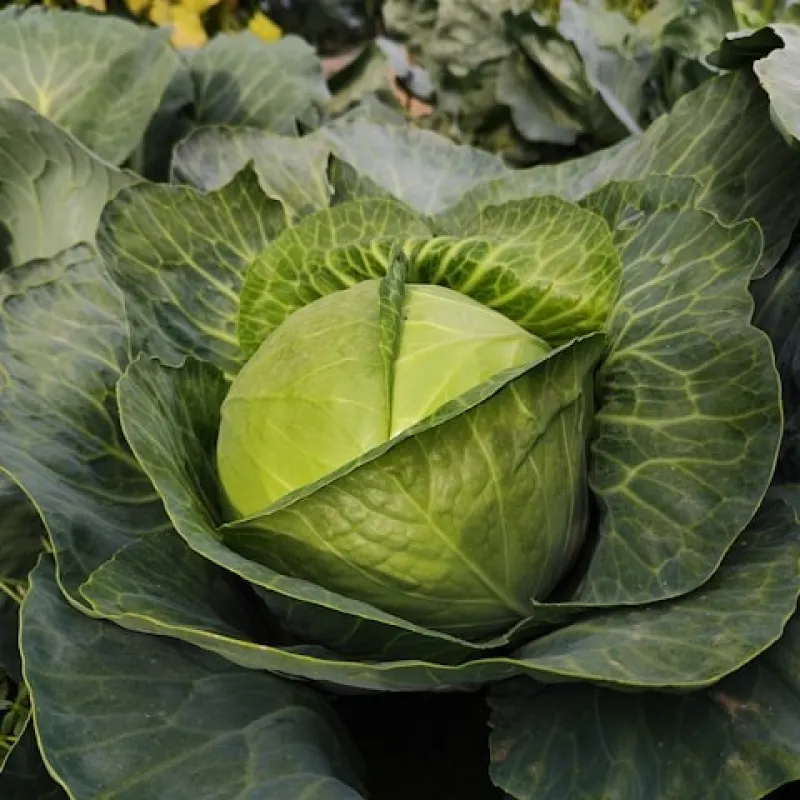 Cabbage