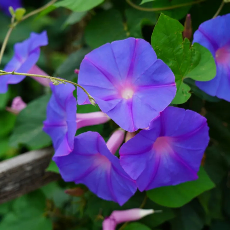 Morning Glory