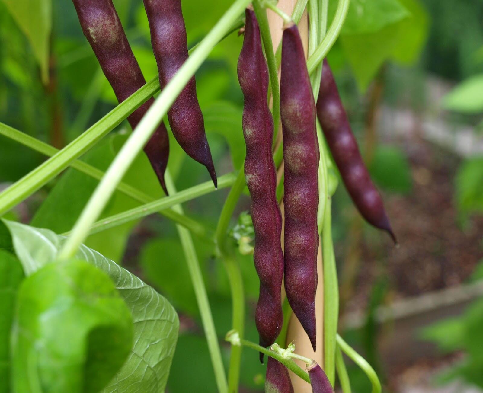Cherokee Trail Of Tears French Bean
