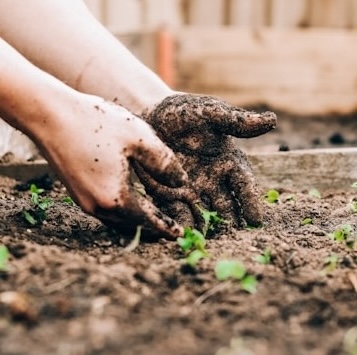 hands-in-soil
