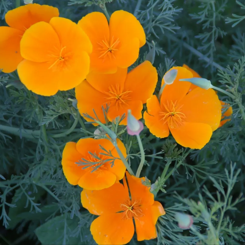 California Poppy