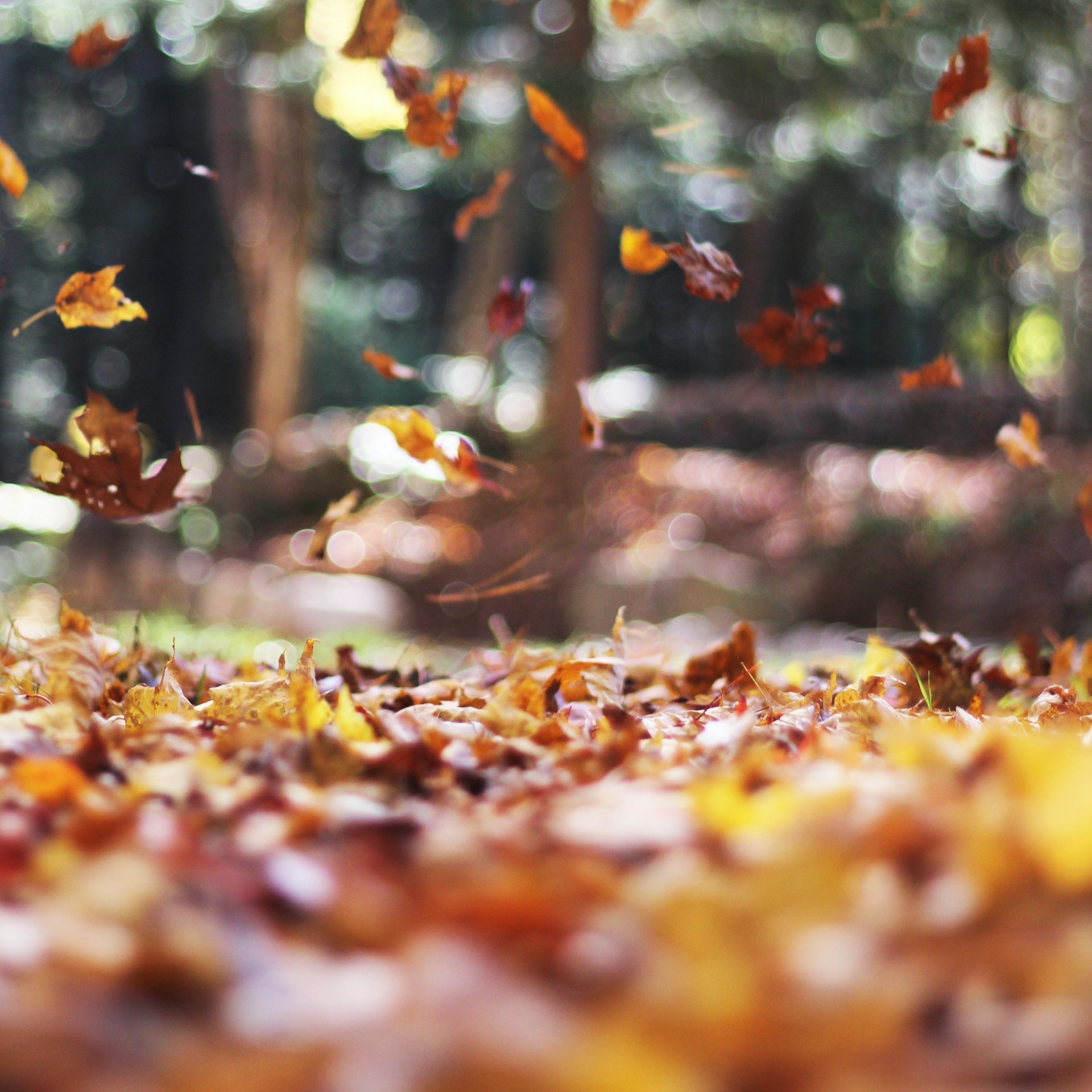 autumn-mott-rodeheaver-SPd9CSoWCkY-unsplash-v1