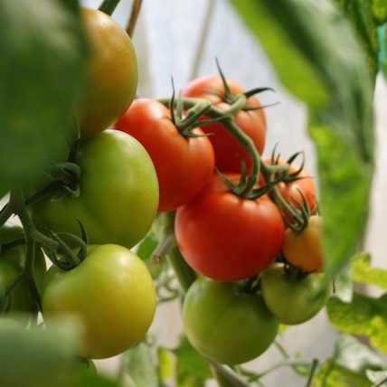 tomato