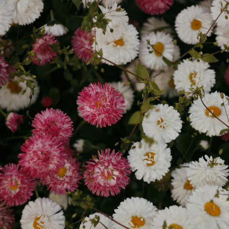 Bellis
