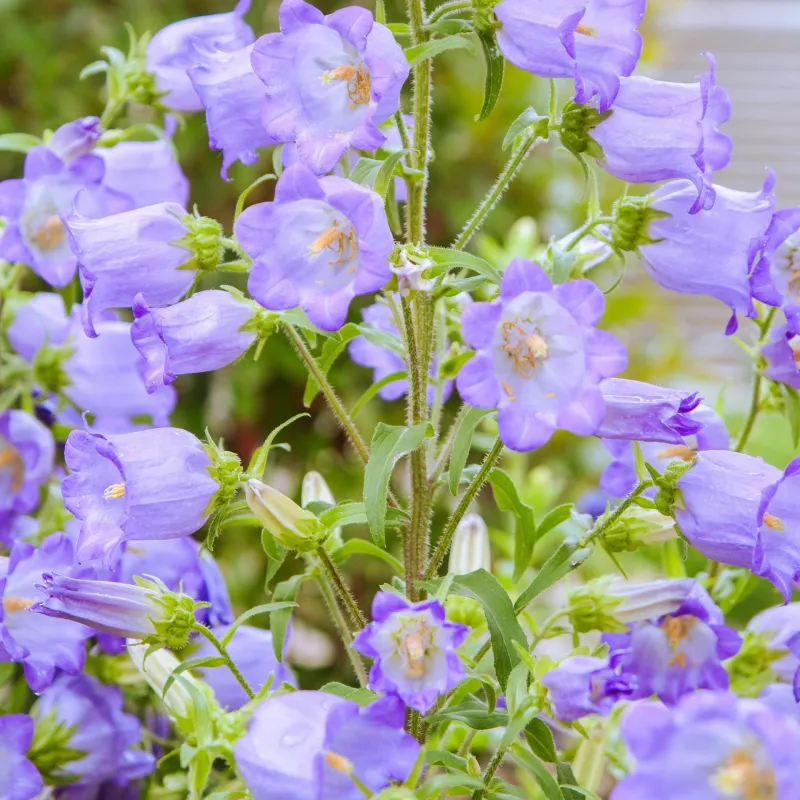 Canterbury Bells