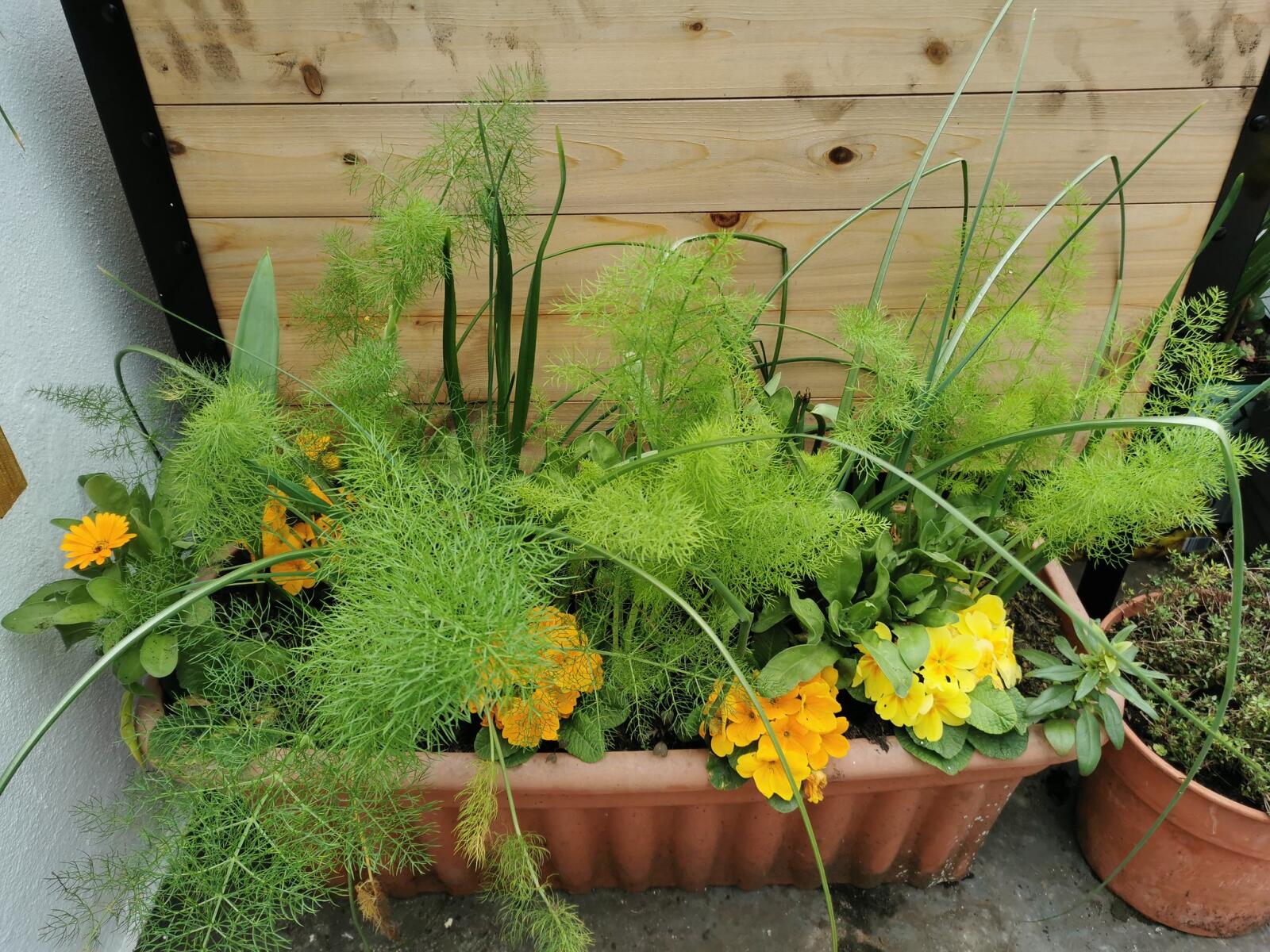 Florence Fennel Finale Fennel