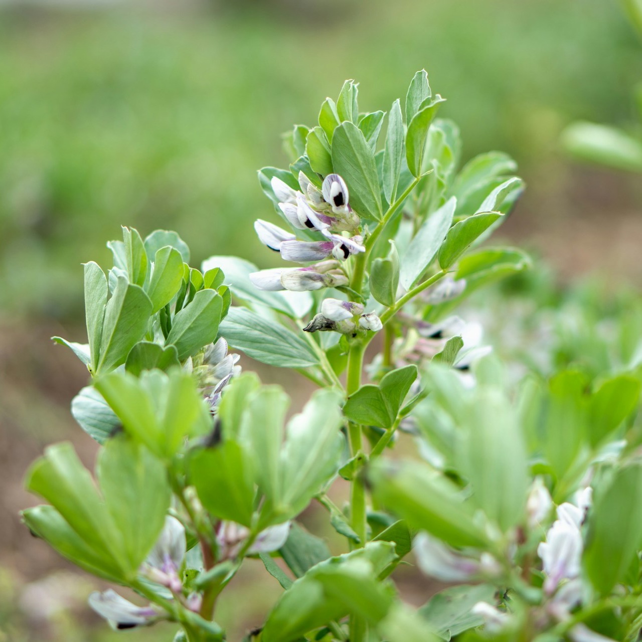 Grano Violetto Broad Bean