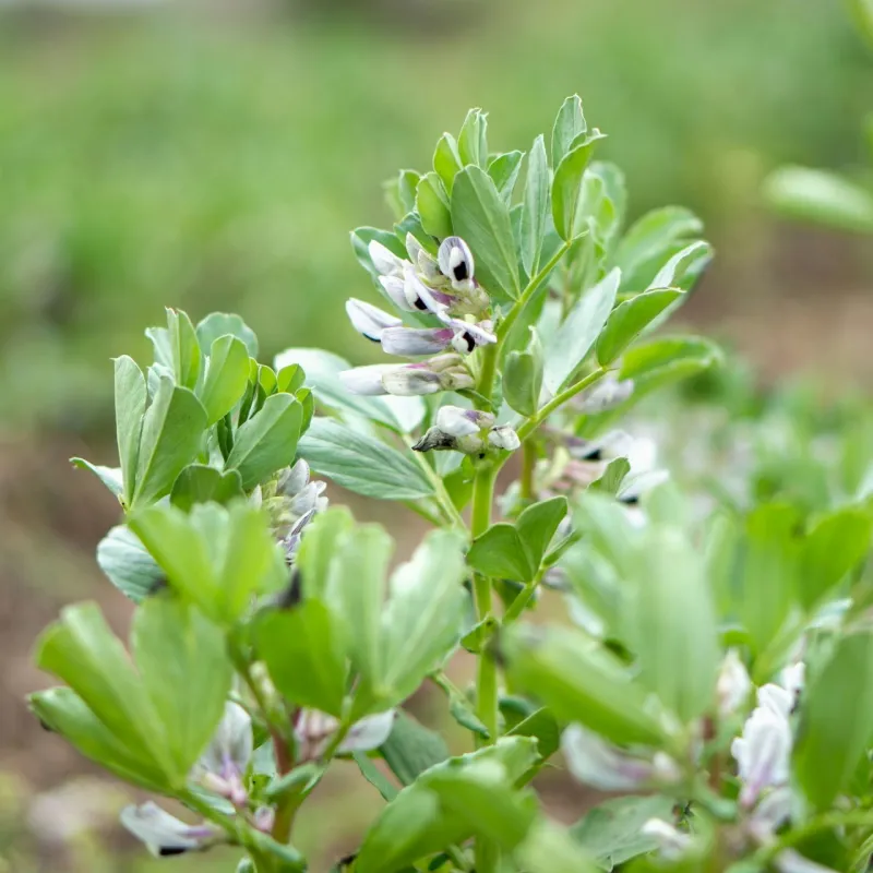 Broad Bean