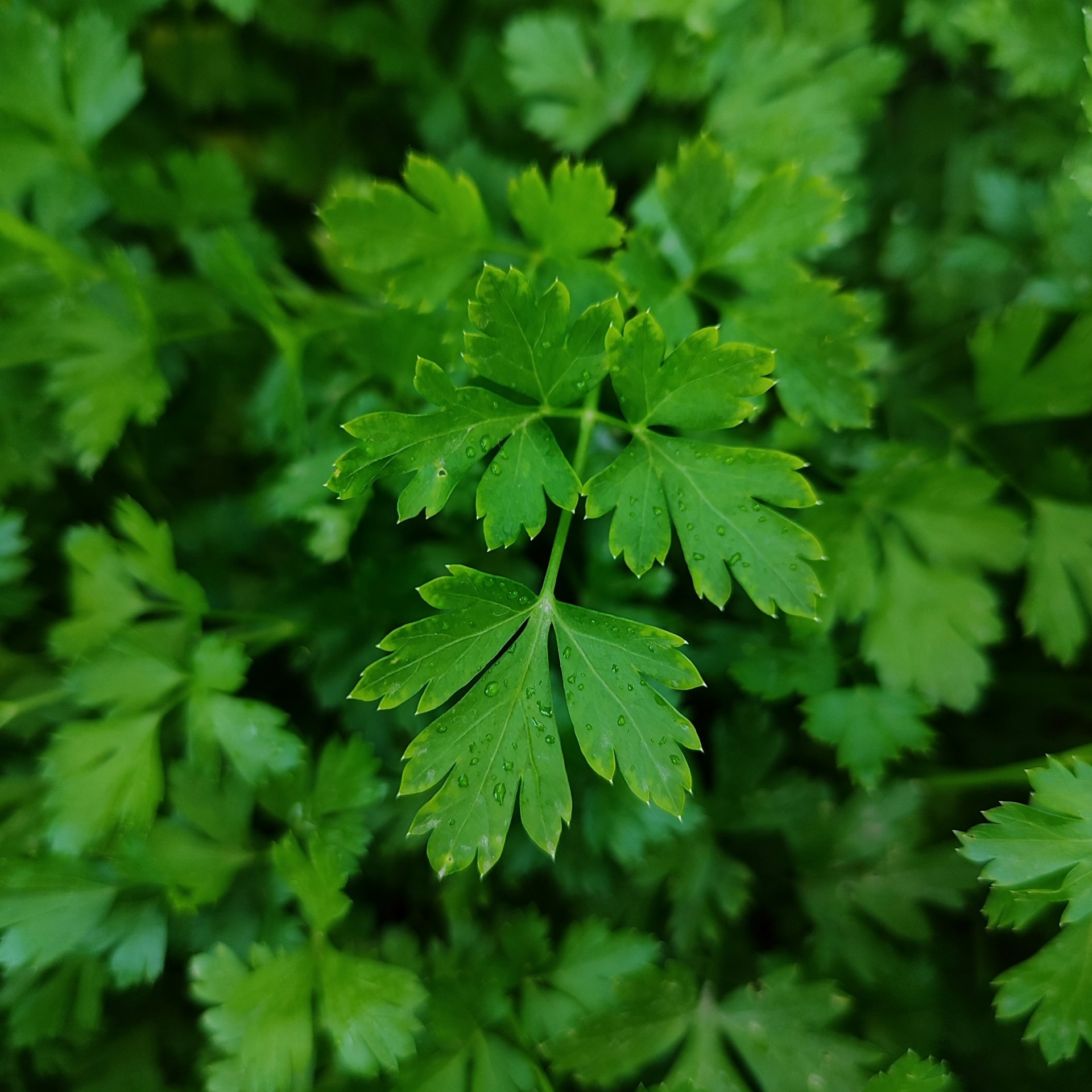 Italian Giant Parsley