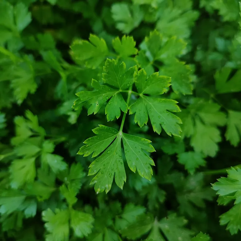 Parsley