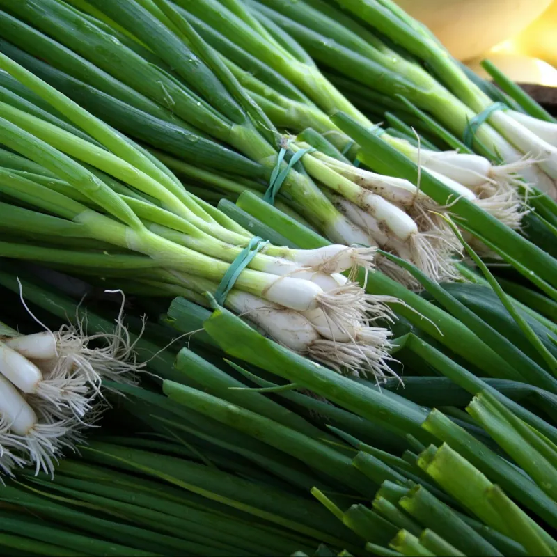 Spring Onion