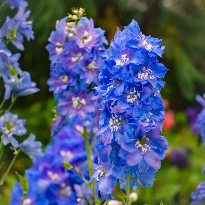 Delphinium