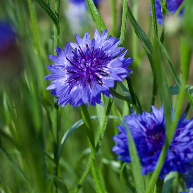 Frosty Mix Cornflower