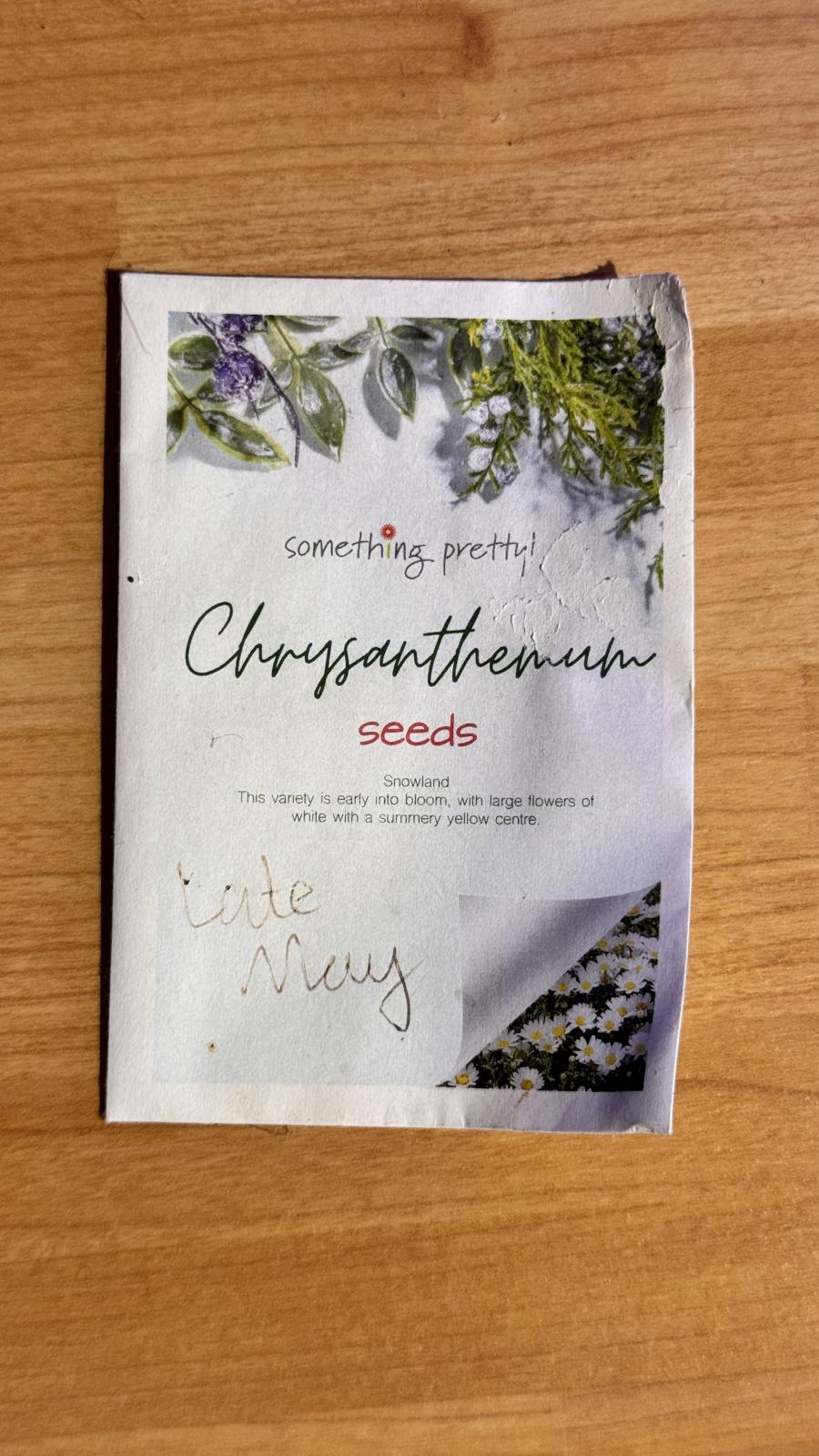 Snowland F1 Chrysanthemum
