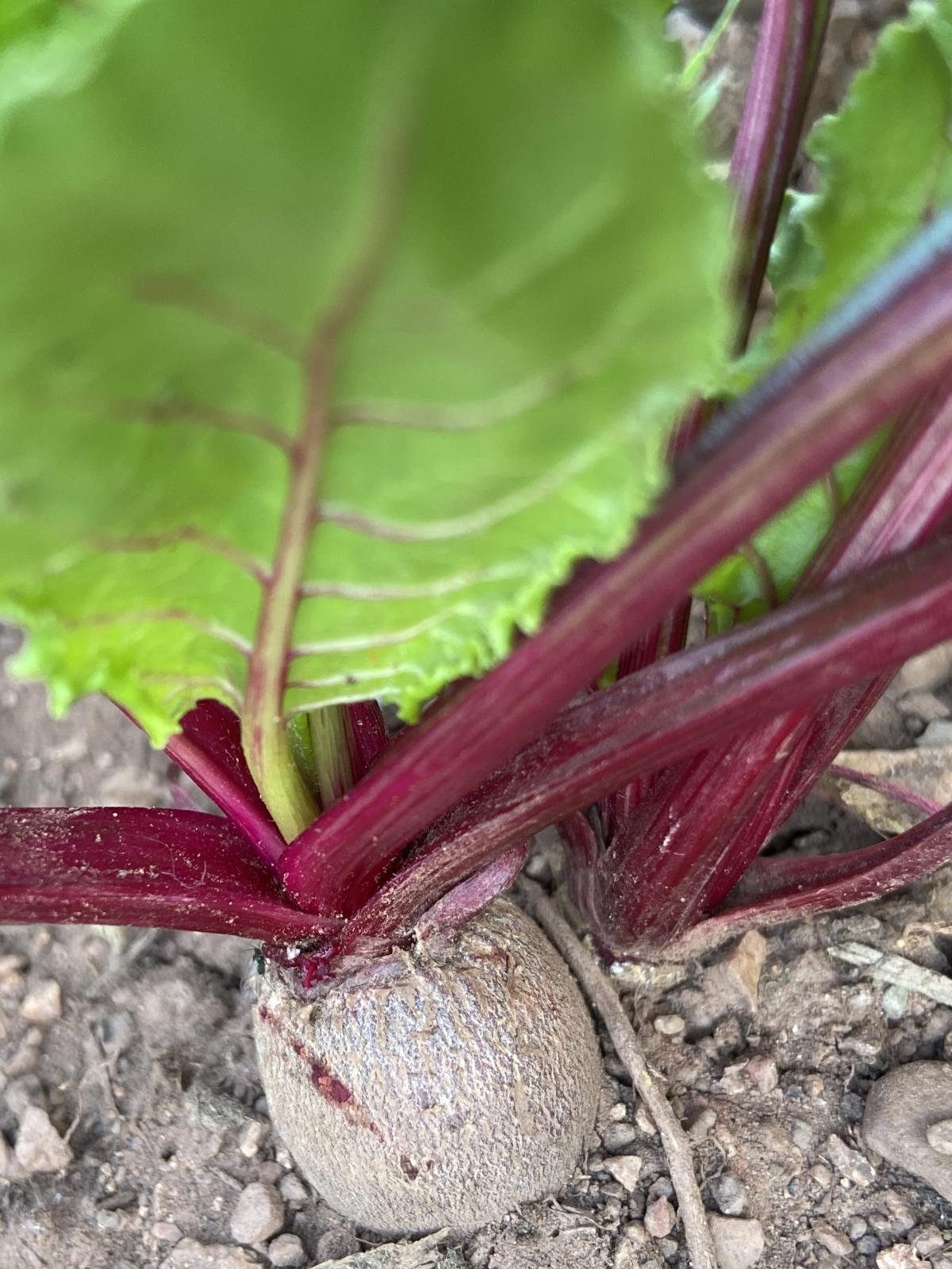 Detroit Dark Red Beetroot