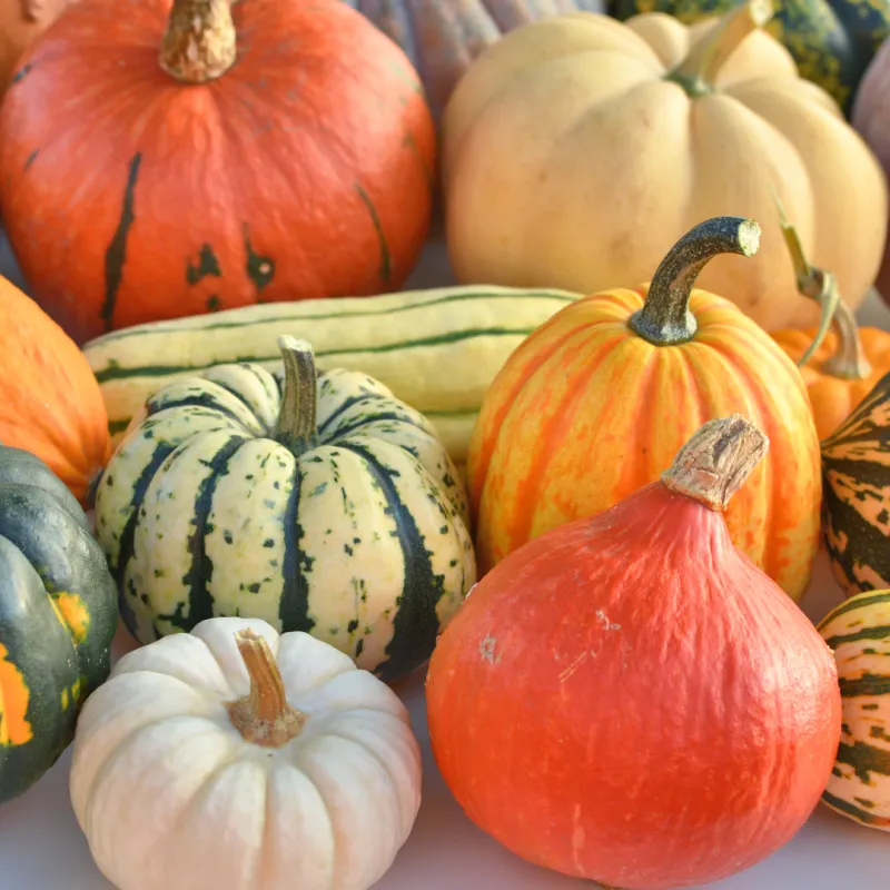 Winter Squash