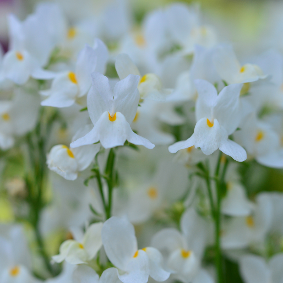 Northern Lights Mix Linaria