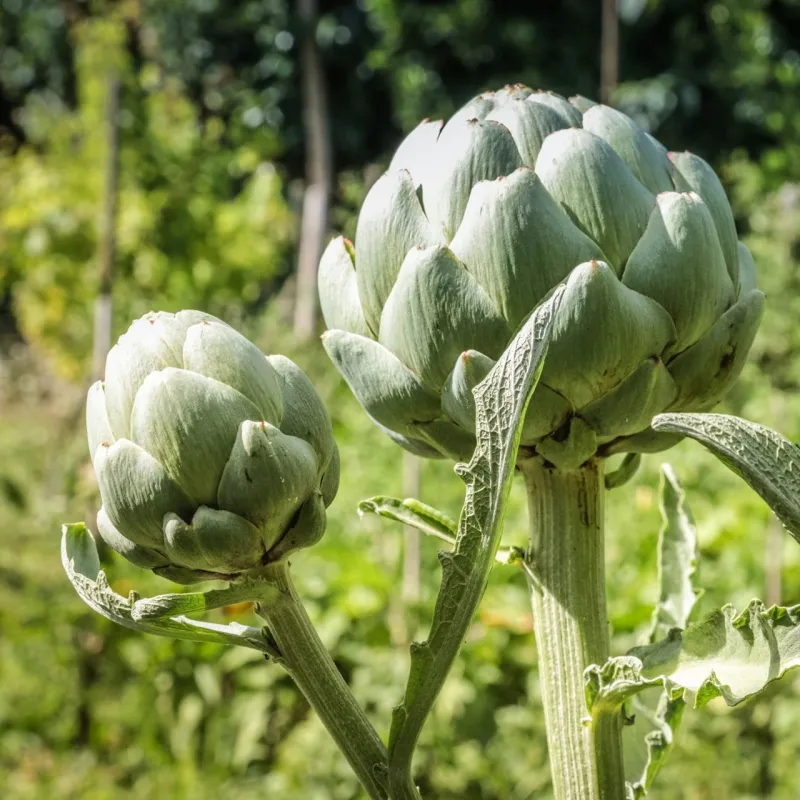Globe Artichoke