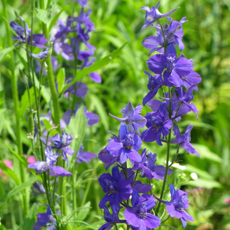 Larkspur